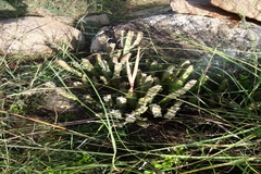 Caralluma umbellata